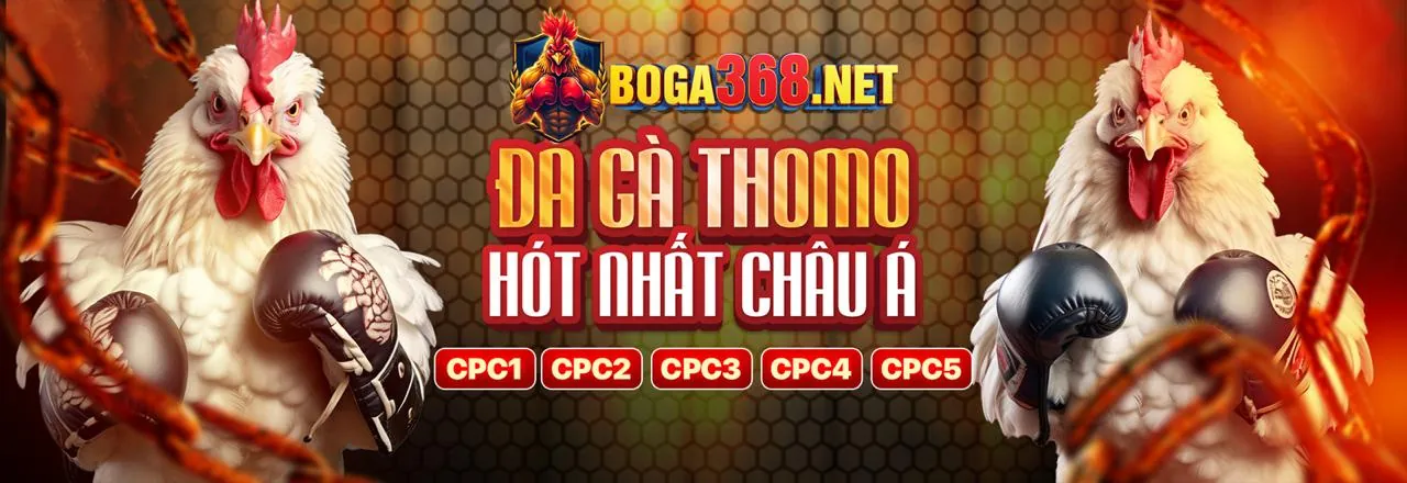 Hình ảnh đá gà trực tuyến tại 3bet login